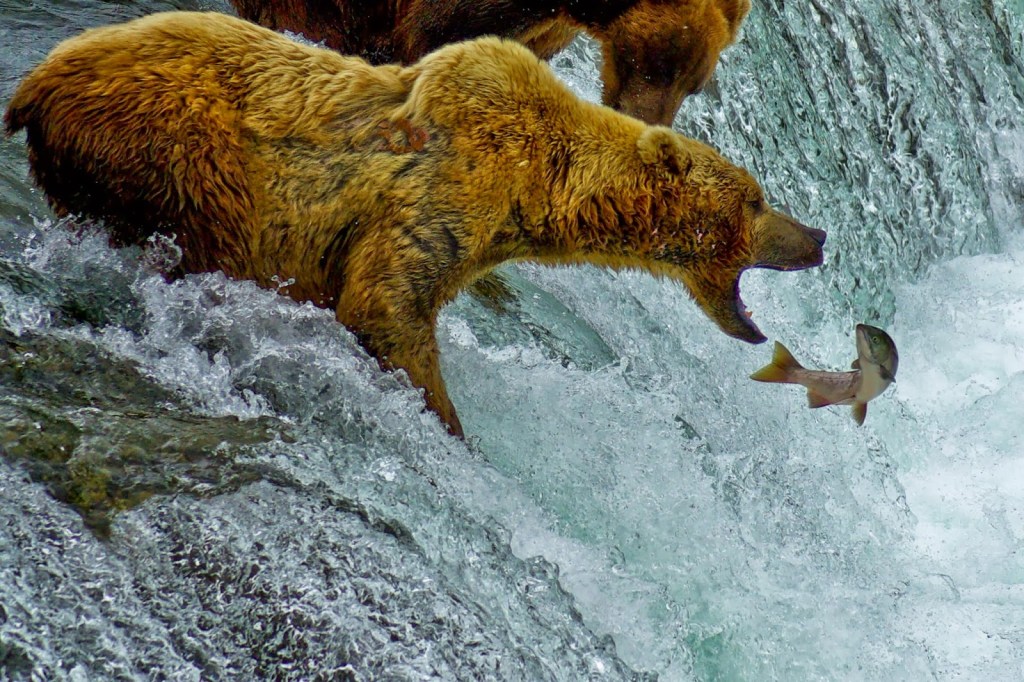 brown-bear-bears-alaska-brooks-falls-lodge-north-america-wildlife-carnivore-predator-salmon-3-catching-fishing-fish